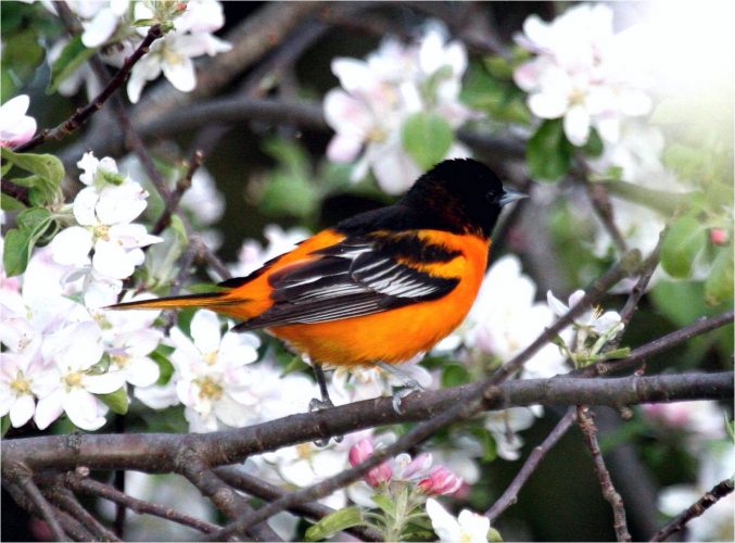 Orchard Orioles: 31 Day Observation